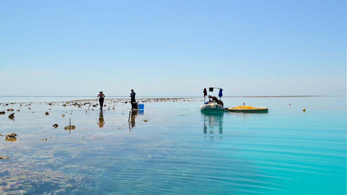 Meer entsäuern und abkühlen