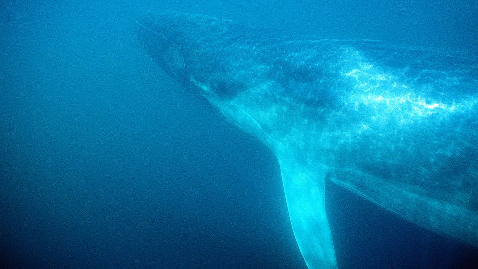 "Mehr als 1000 Wale" – Video von Meeresgiganten macht Hoffnung