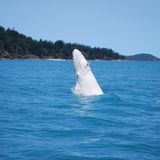 Gigantische Artenvielfalt