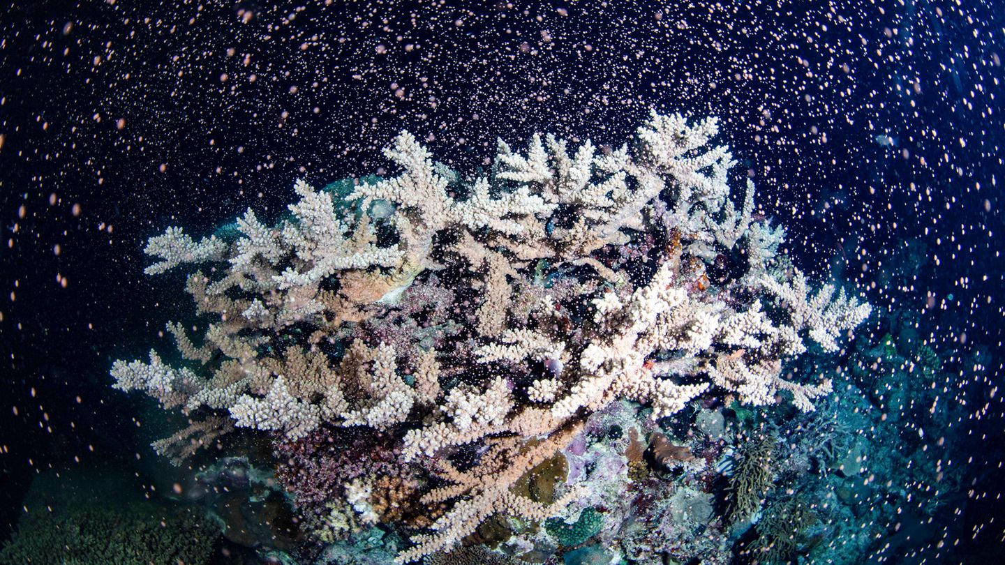 Temperaturanstieg begünstigt Korallenbleiche Temperaturanstieg begünstigt Korallenbleiche