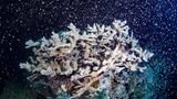 Temperaturanstieg begünstigt Korallenbleiche