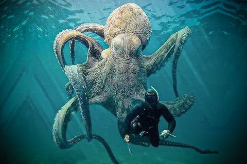 Bedrohlicher Oktopus schwebt hinter Taucher: Ist dieses Atemberaubende Naturfoto wirklich echt?