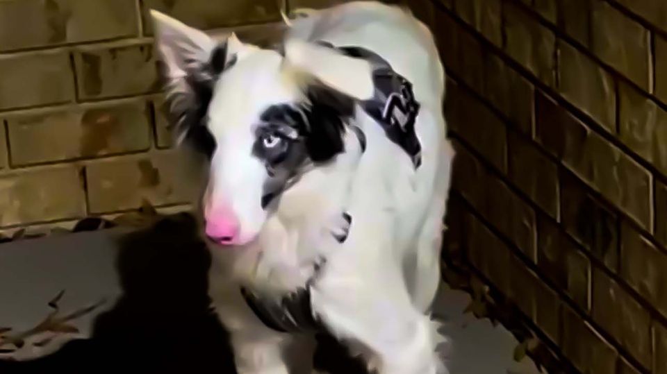 Halbblinder Hund gewinnt sein Augenlicht zurück Halbblinder Hund steht in der Ecke