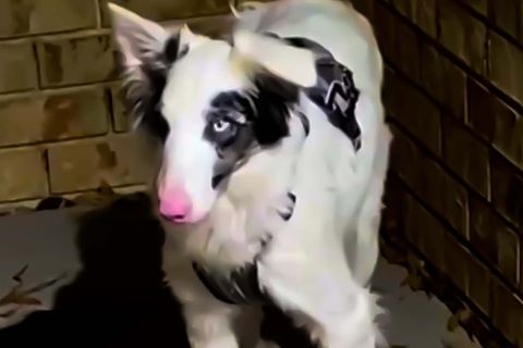 Halbblinder Hund steht in der Ecke