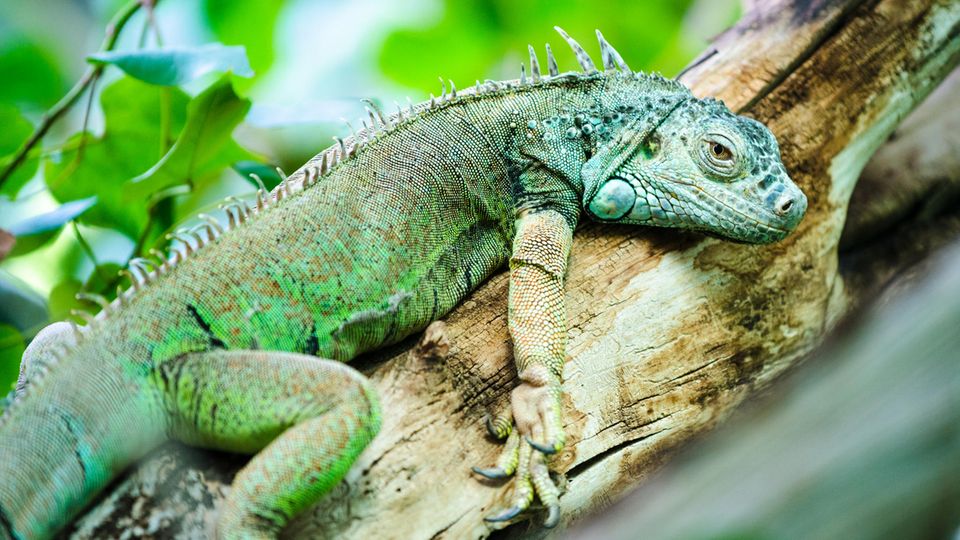 Wetterdienst Florida: Leguan auf Baum
