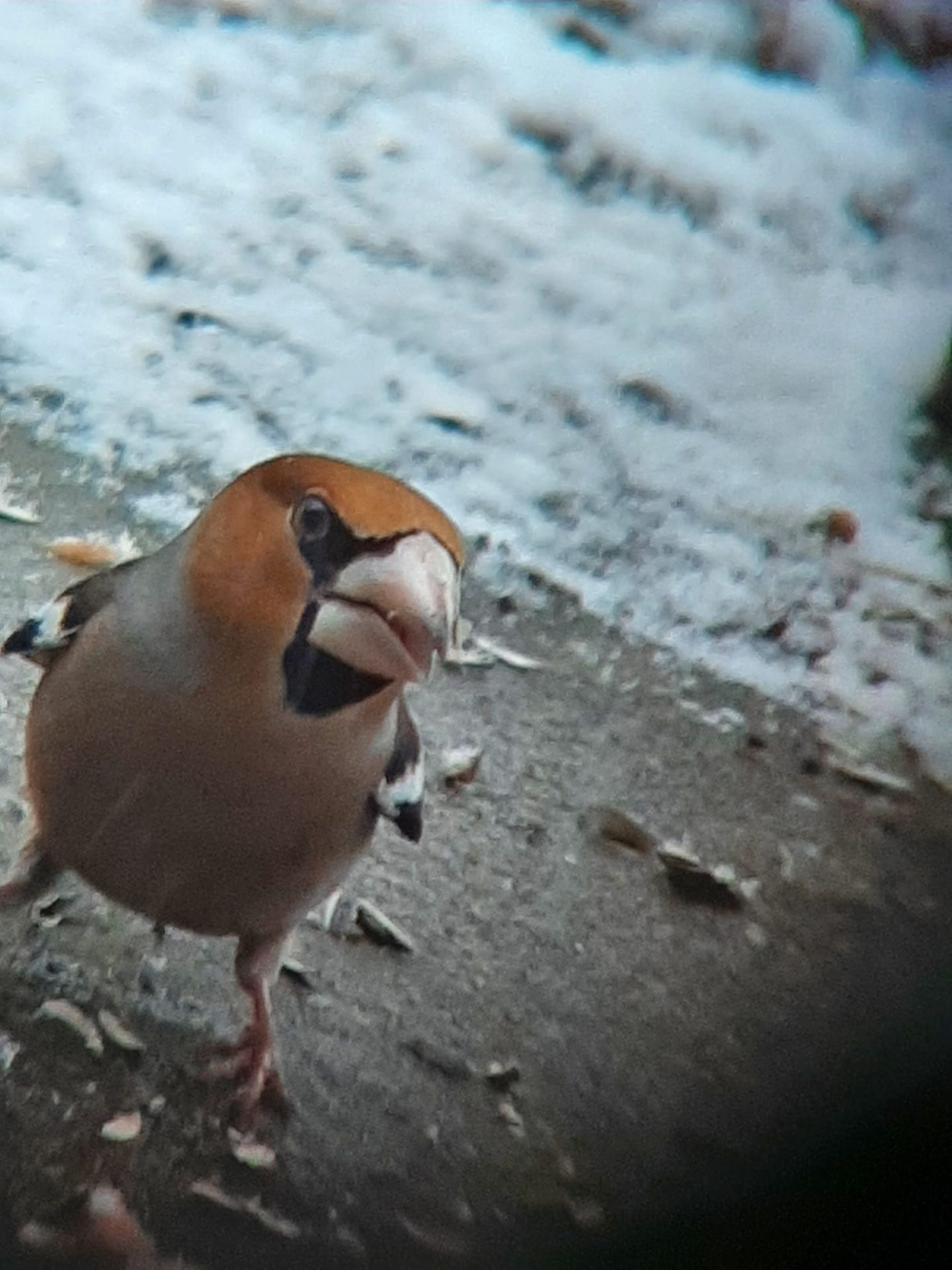 Kleiner Vogel mit kräftigem Schnabel blickt in die Kamera