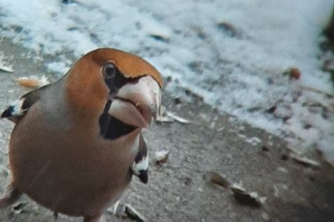 Kleiner Vogel mit kräftigem Schnabel blickt in die Kamera