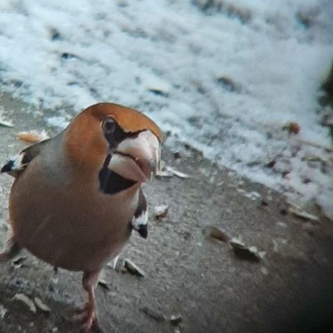 Kleiner Vogel mit kräftigem Schnabel blickt in die Kamera