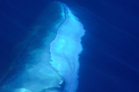 "Mehr als 1000 Wale" – Video von Giganten der Meere macht Hoffnung