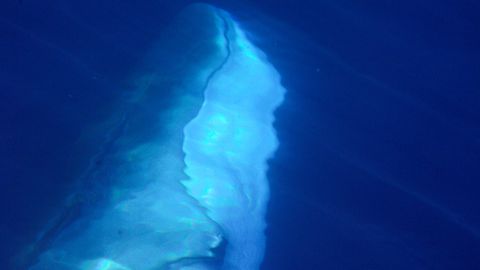 "Mehr als 1000 Wale" – Video von Giganten der Meere macht Hoffnung