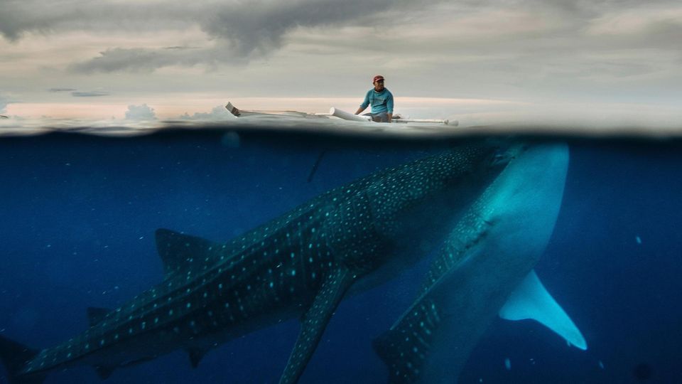 Ein gigantischer Walhai unter Wasser, an der Wasseroberfläche ein kleines Fischerboot