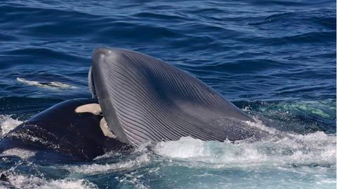 14 Orcas töten einen Blauwal – Forscher beobachten die Spektakuläre Jagd der Tiere