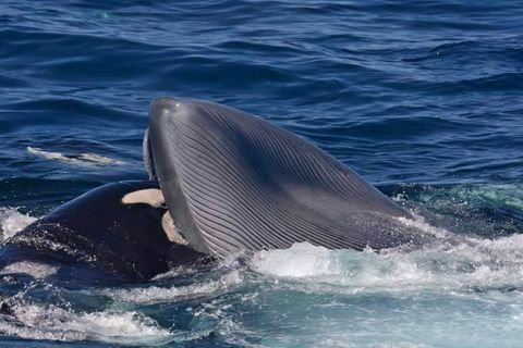 14 Orcas töten einen Blauwal – Forscher beobachten die Spektakuläre Jagd der Tiere