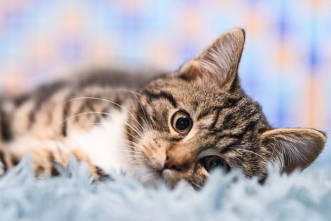 Niedliche Katze blickt in Kamera