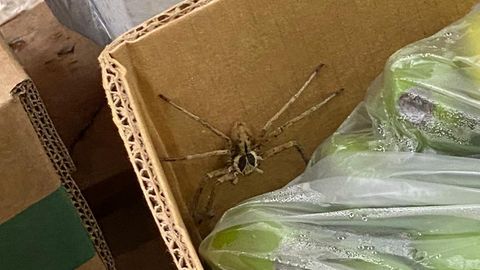 Eine Spinne in einer Kiste in einem Supermarkt in Krefeld