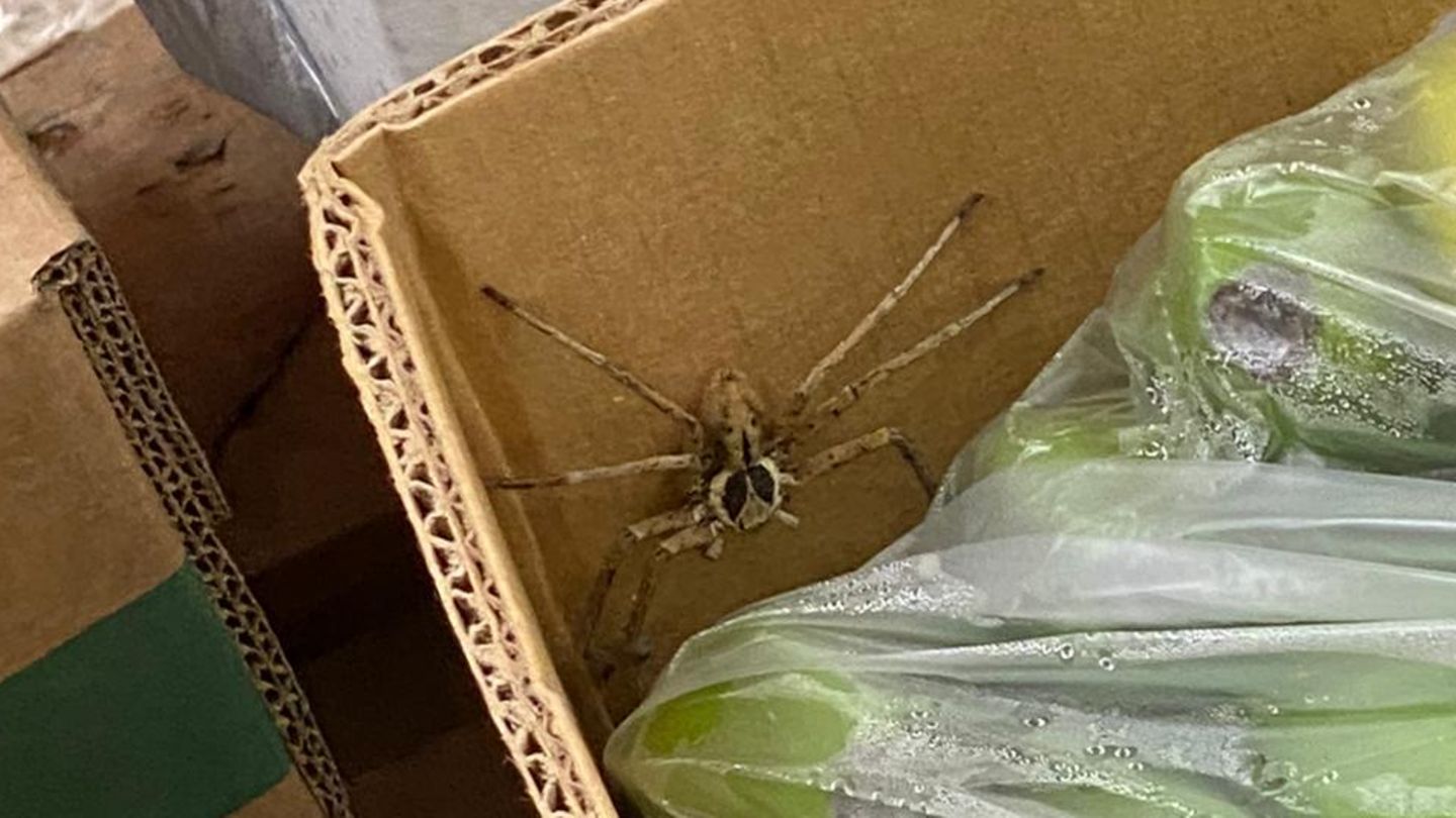 Poisonous spider in supermarket banana crate prompts firefighters to respond