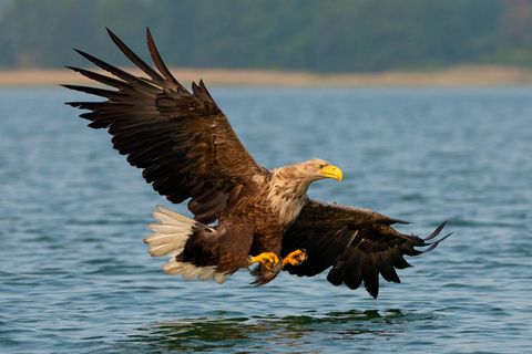 Seeadler im Flug