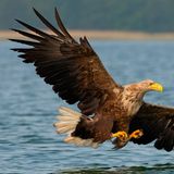 Seeadler im Flug