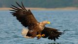 Seeadler im Flug