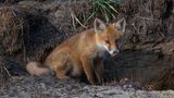 Junger Fuchs