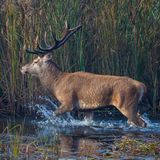 In den ausgedehnten Schilfbeständen der vorpommerschen Boddenlandschaft finden Rothirsche ideale Bedingungen. Sie nutzen regelmäßig dieselben Wechsel und scheuen auch nicht das Wasser.