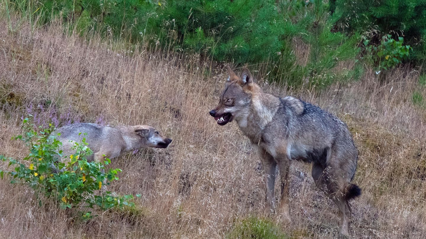 Wolfswelpe