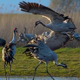 Kraniche wissen weite Wiesenlandschaften zu schätzen. Dort sind sie während ihrer Rast auf der Durchreise meist ungestört und können Gefahren schon von weitem erkennen.