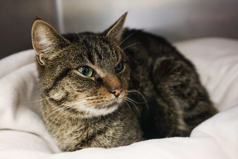 Eine grau getigerte Katze sitzt auf einer weißen Decke und schaut zur Seite