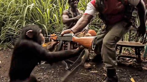 Soldaten geben Schimpansen Kalaschnikow – das Tier eröffnet das Feuer