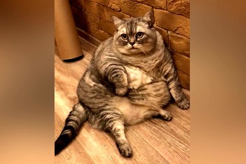 Dicke Katze Liznya auf Instagram