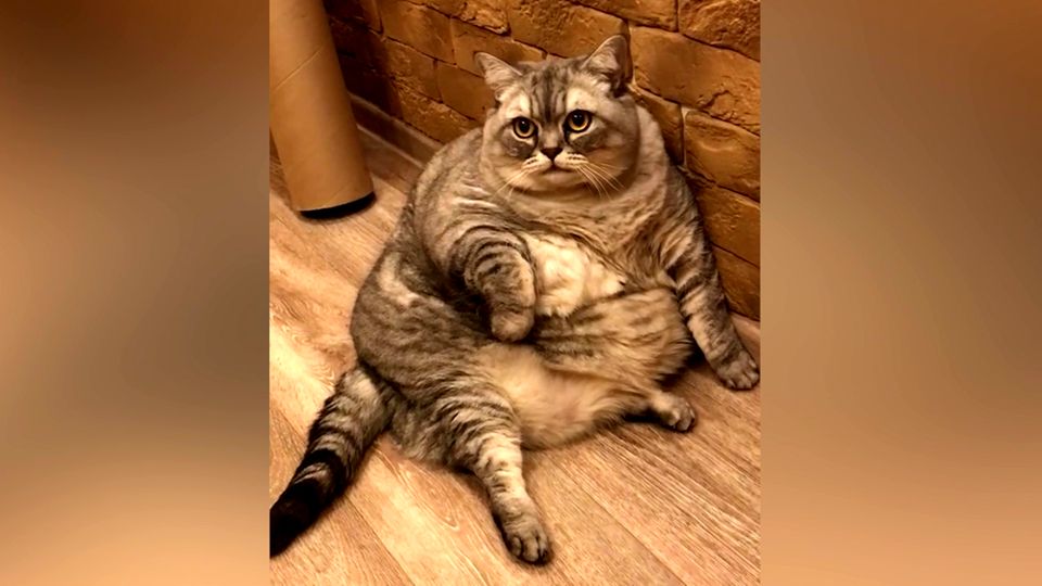 Dicke Katze Liznya auf Instagram