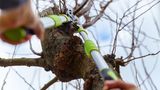 Gartenarbeit im Februar: Mit einer Astschere wird ein Obstbaum eingekürzt