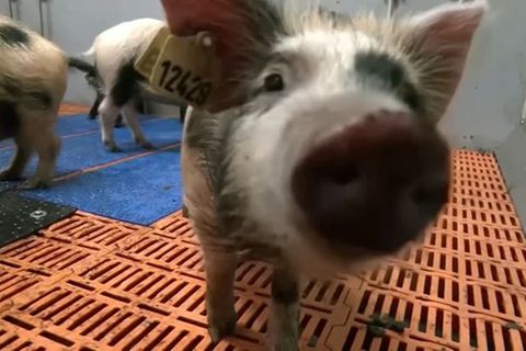 Video: Schweineherzen: Rettung für schwerkranke Patienten?