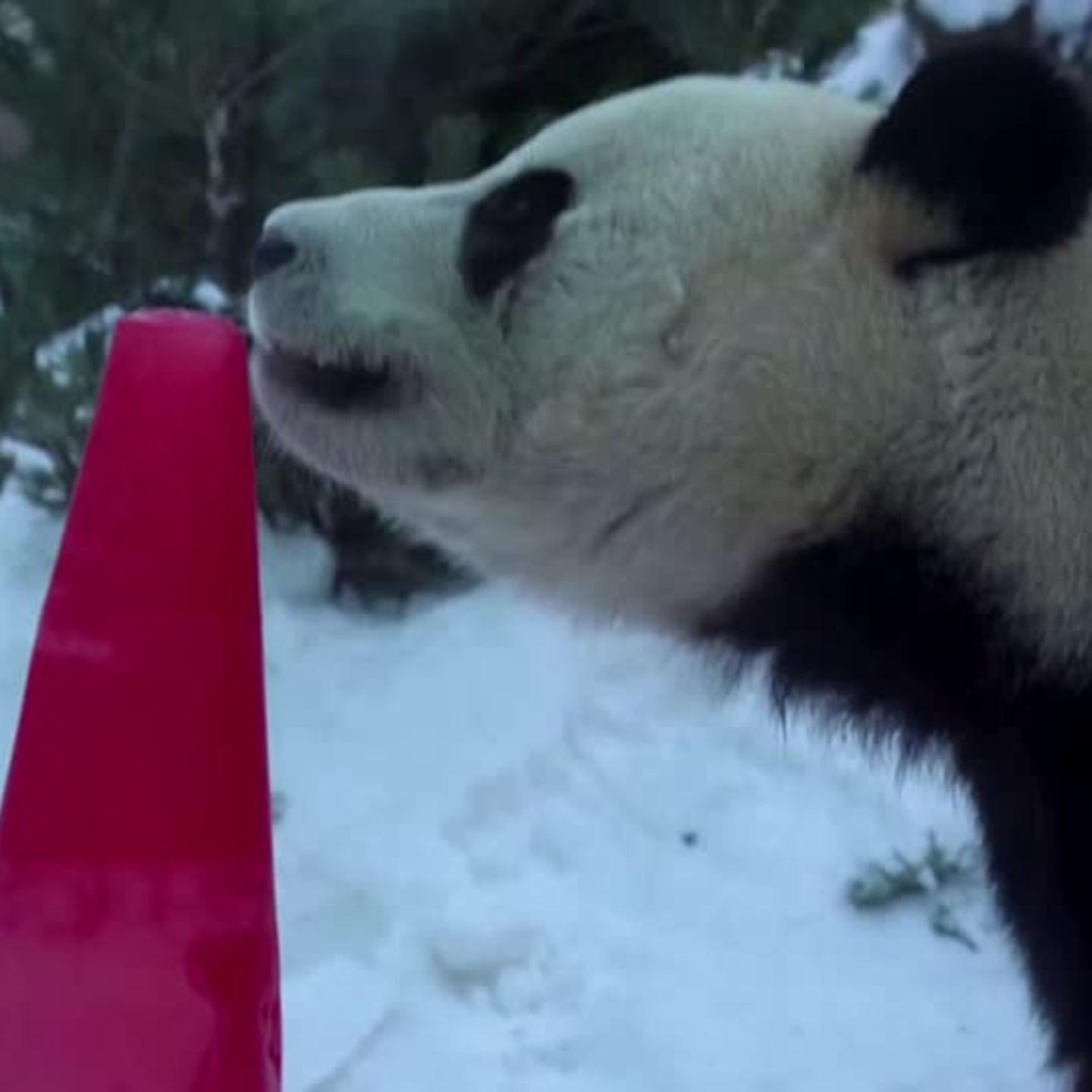 Wollbild Pandabär 