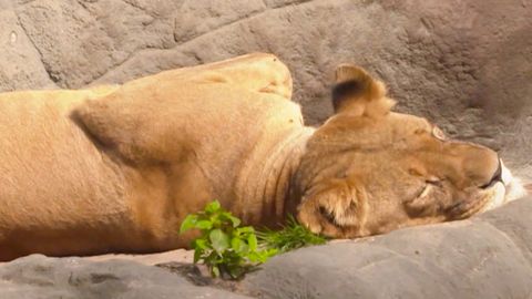 Relaxen wie ein Löwe? Das können wir von Tieren lernen
