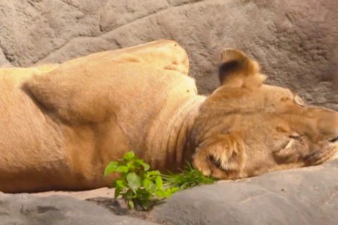 Relaxen wie ein Löwe? Das können wir von Tieren lernen