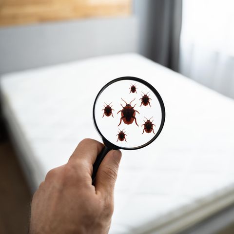 Bettwanzen werden meist eingeschleppt