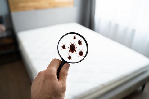 Bettwanzen werden meist eingeschleppt