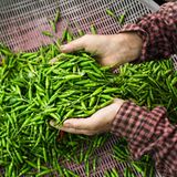 Ganz scharfe Sache – Festival by the sea + Chilii Fest  Wer es so richtig schön scharf mag und eine neue Herausforderung sucht, sollte unbedingt das "Infamous Chilli Eating" auf dem "Festival by the sea" besuchen. Vom 15. bis zum 17. Juli veranstaltet das beschauliche Küstenstädtchen Blythe nahe Newscastle dieses Food Festival samt Live Musik, Tanzzelten, Karaoke-Partys und Craft-Beer-Tasting.