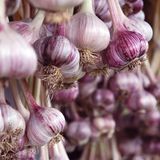 Isle of Wright – Abenteuer auf der Knoblauchinsel  Vom 20. bis zum 21. August 2022 wird die Isle of Wright zum Sehnsuchtsort für alle Knoblauchfreunde. Wer bisher glaubte, die leicht müffelnden Knollen seien nur Würzbeilage, wird in Newchurch eines Besseren belehrt. Auf dem Garllic Food Festival gibt es Knoblauch in allen nur erdenklichen Varianten – selbst als Eiscreme.