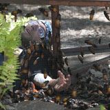 Dabei blieb ihm nichts erspart: Riesen-Kakerlaken, Maden, Ameisen, Grillen, Schlangen und sogar Krokodile krabbelten, knibbelten und schlängelten sich an allen Seiten um seinen Körper