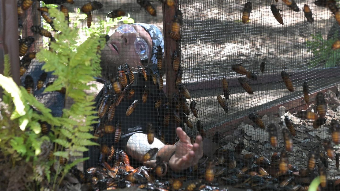 Dabei blieb ihm nichts erspart: Riesen-Kakerlaken, Maden, Ameisen, Grillen, Schlangen und sogar Krokodile krabbelten, knibbelten und schlängelten sich an allen Seiten um seinen Körper