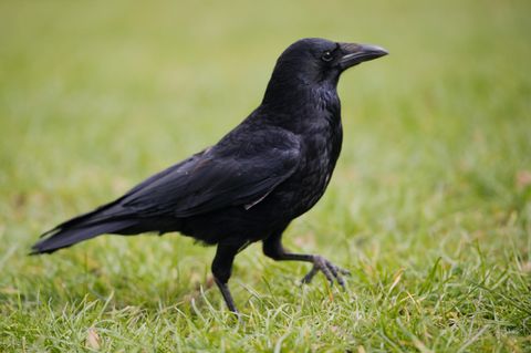Krähen gelten als besonders lernfähig