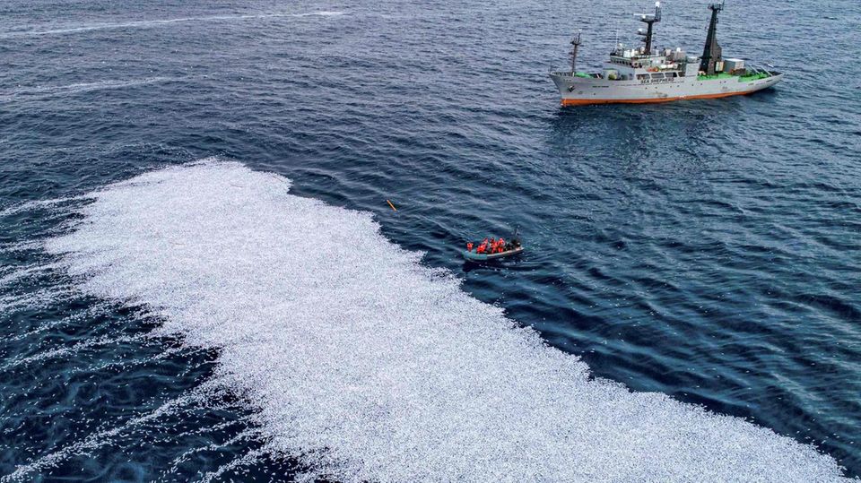 Tausende tote Fische treiben im Meer: Sea Shepard erhebt schwere Vorwürfe gegen Fischerei-Riesen Tausende tote Fische treiben im Meer: Sea Shepard erhebt schwere Vorwürfe gegen Fischerei-Riesen