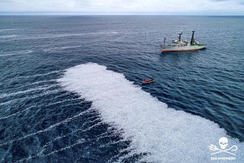 Tausende tote Fische treiben im Meer:  Sea Shepard erhebt schwere Vorwürfe gegen Fischerei-Riesen