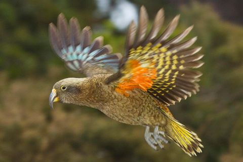 Neuseeland: Ein Kea, ein Bergpapagei, spreizt seine Flügel in der Luft