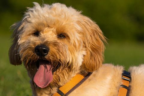 Wuscheliger Golden Doodle Hund
