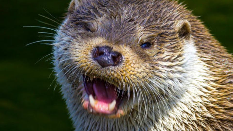 Otter stibitzt Fische aus Gartenteich eines Ehepaars STERN.de