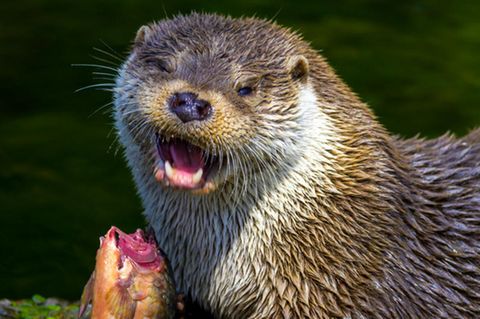 Otter frisst Fisch