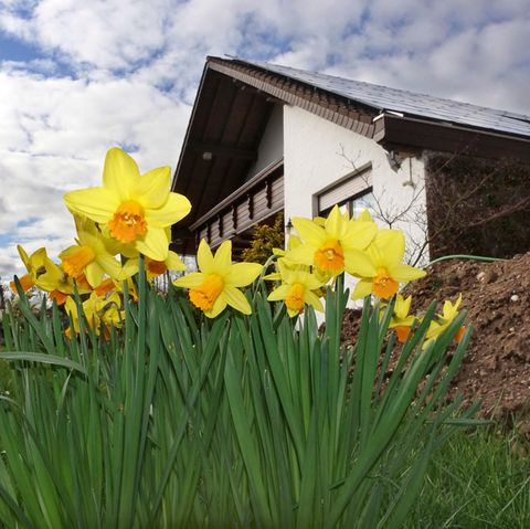 Osterglocken wachsen von einem Einfamilienhaus, Foto zur Grundsteuer